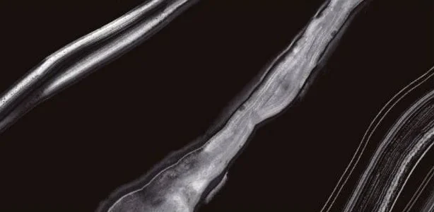 ماریو مشکی امین میبد ماریو مشکی امین میبد