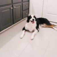 سفید ساده مات امین